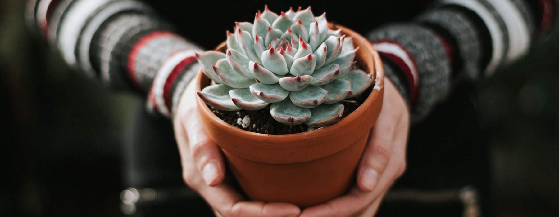 woman holding a potted succulent